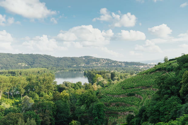 Côte-Rôtie