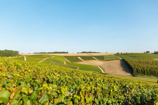 Champagne Grand Cru Côte des Blancs