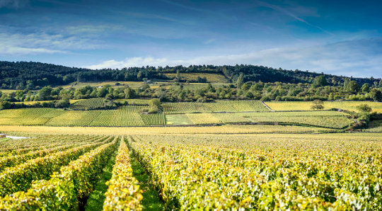 Hautes-Côtes-de-Nuits
