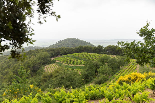 Gigondas