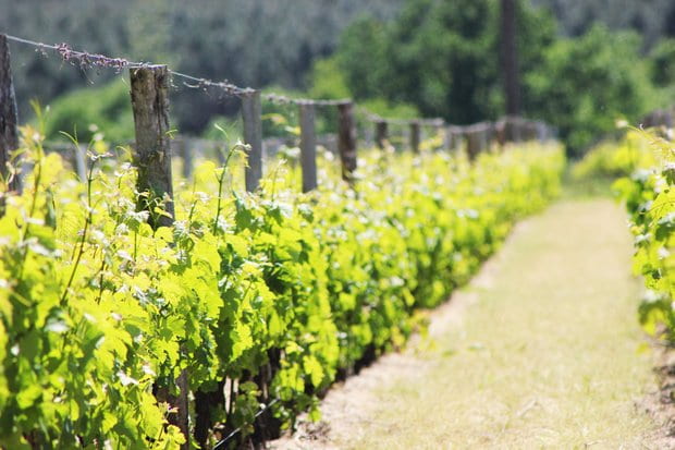 Haut-Médoc