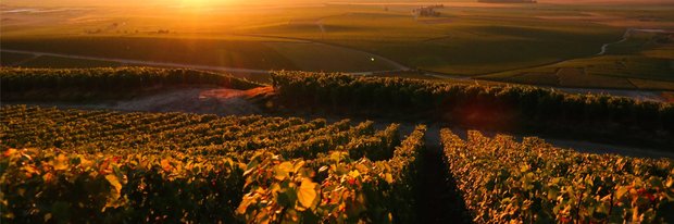 Champagne Grand Cru Côte des Blancs
