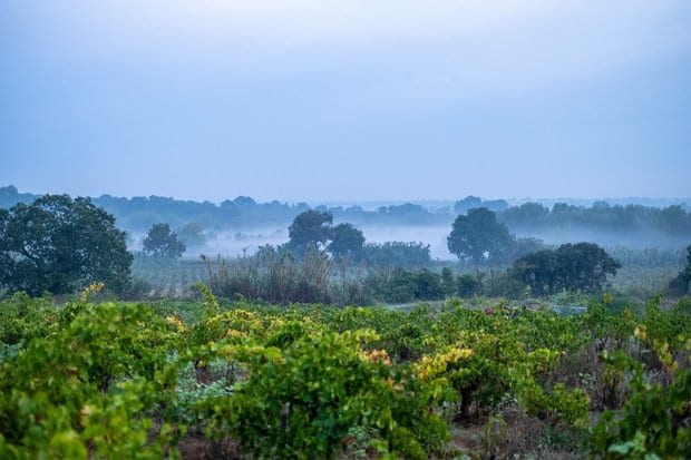 Clos de Vougeot Grand Cru
