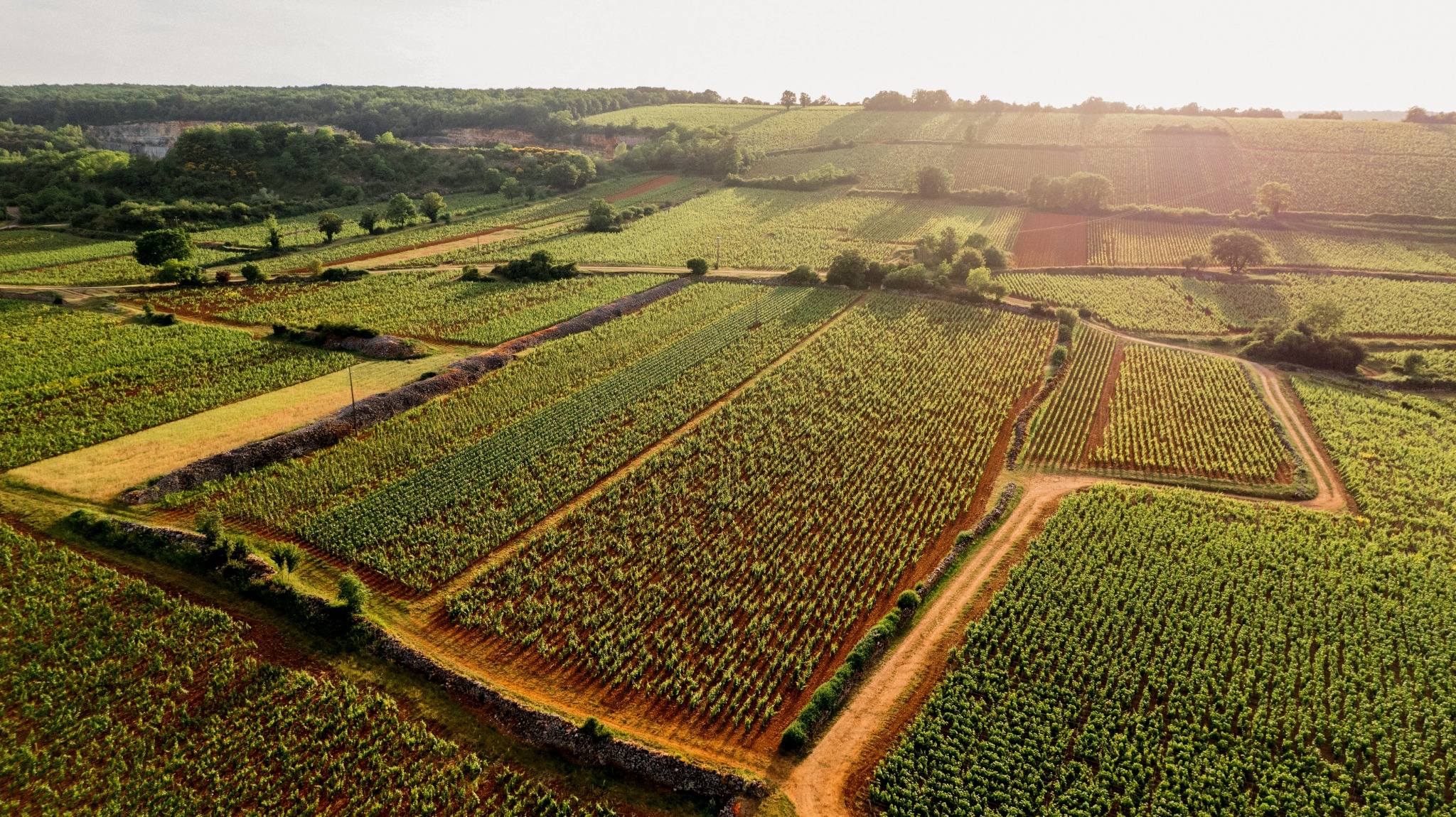 Chassagne-Montrachet 1er Cru — Domaine Olivier Leflaive