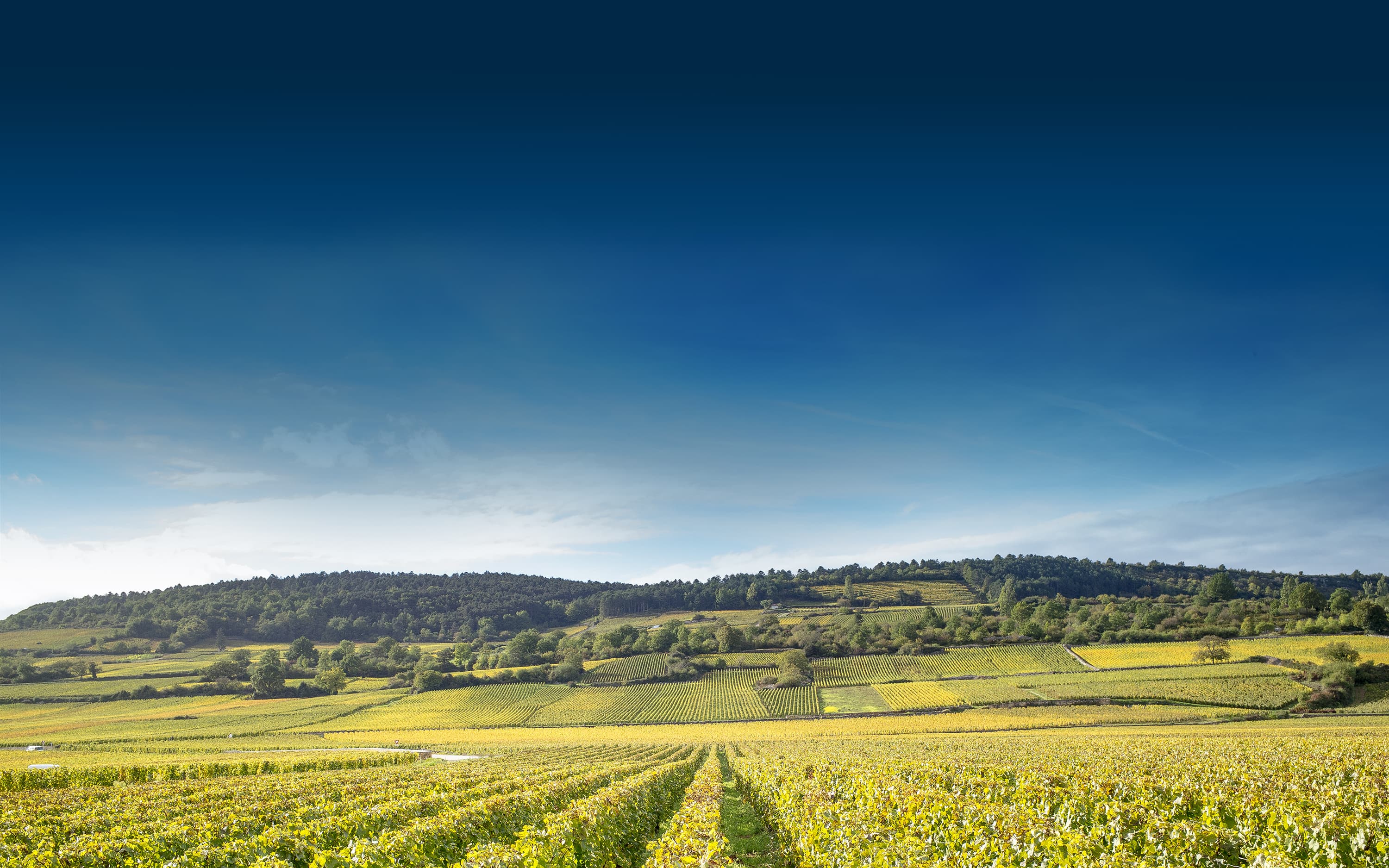 Paysage de vignoble français